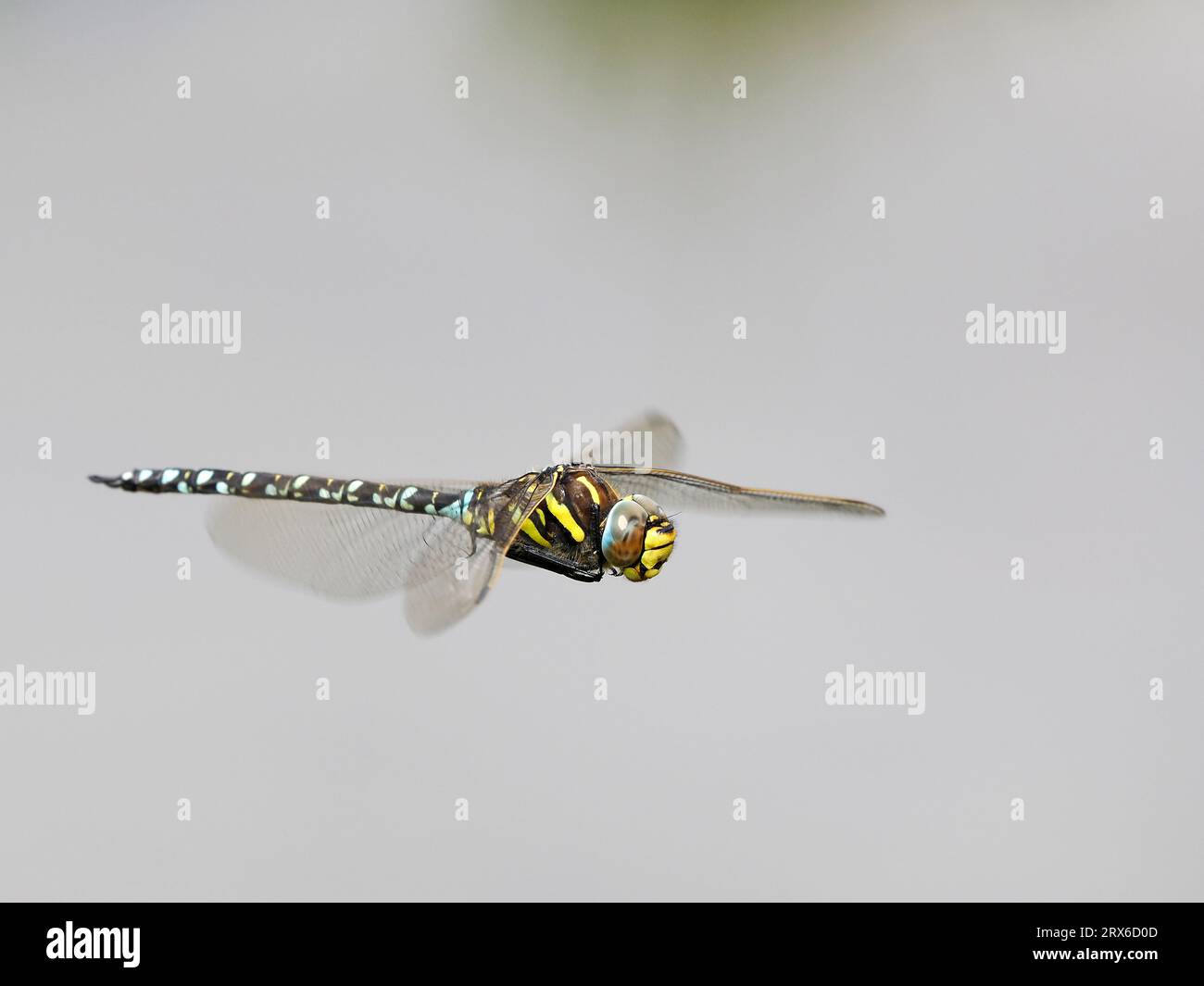 Hawker Insect Common Hawker Dragonfly (Aeshna juncea) male in flight, Herefordshire ...
