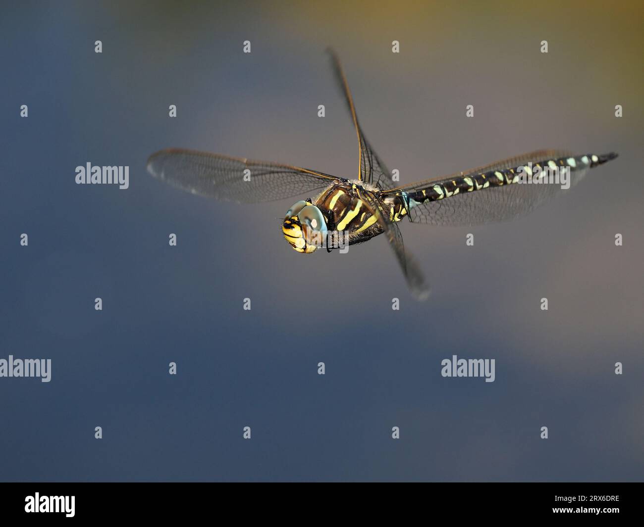 Hawker Insect Common Hawker Dragonfly (Aeshna juncea) male in flight patrolling ...