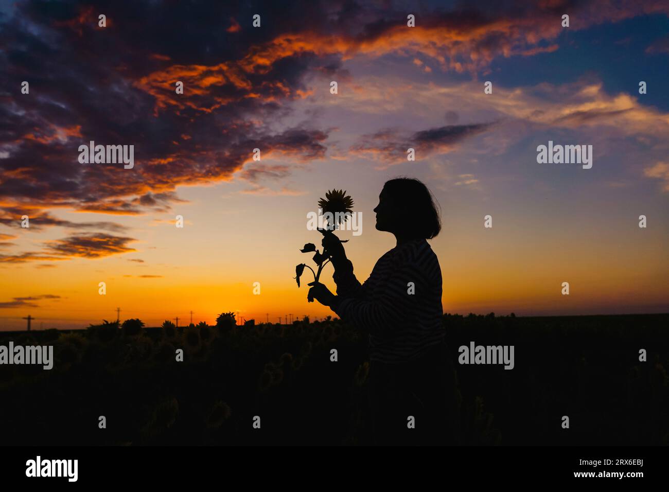 Silhouette of woman with sunflower in field at sunset Stock Photo - Alamy