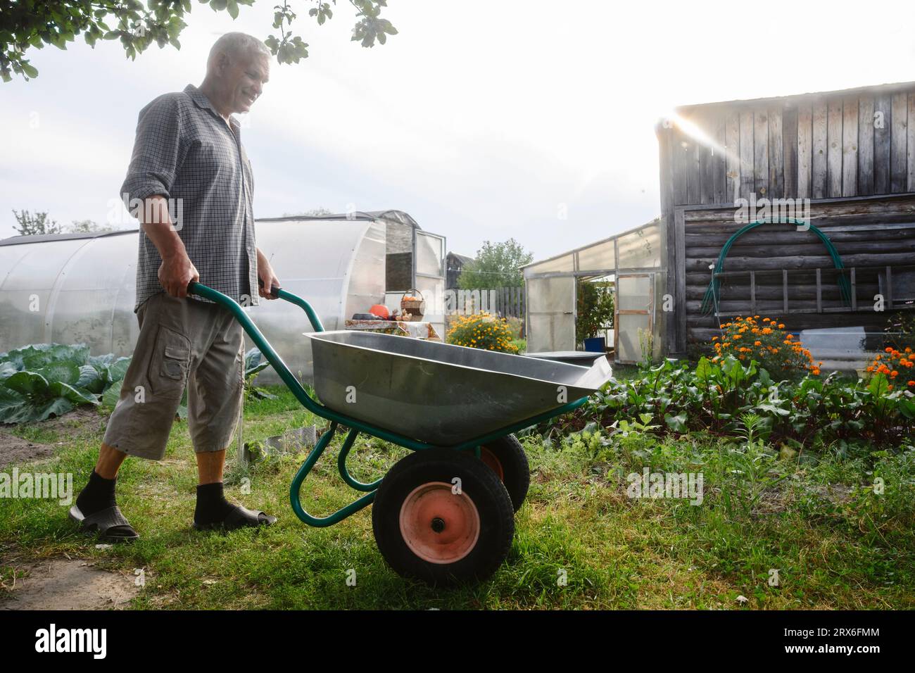Senior man pushing wheelbarrow in garden Stock Photo