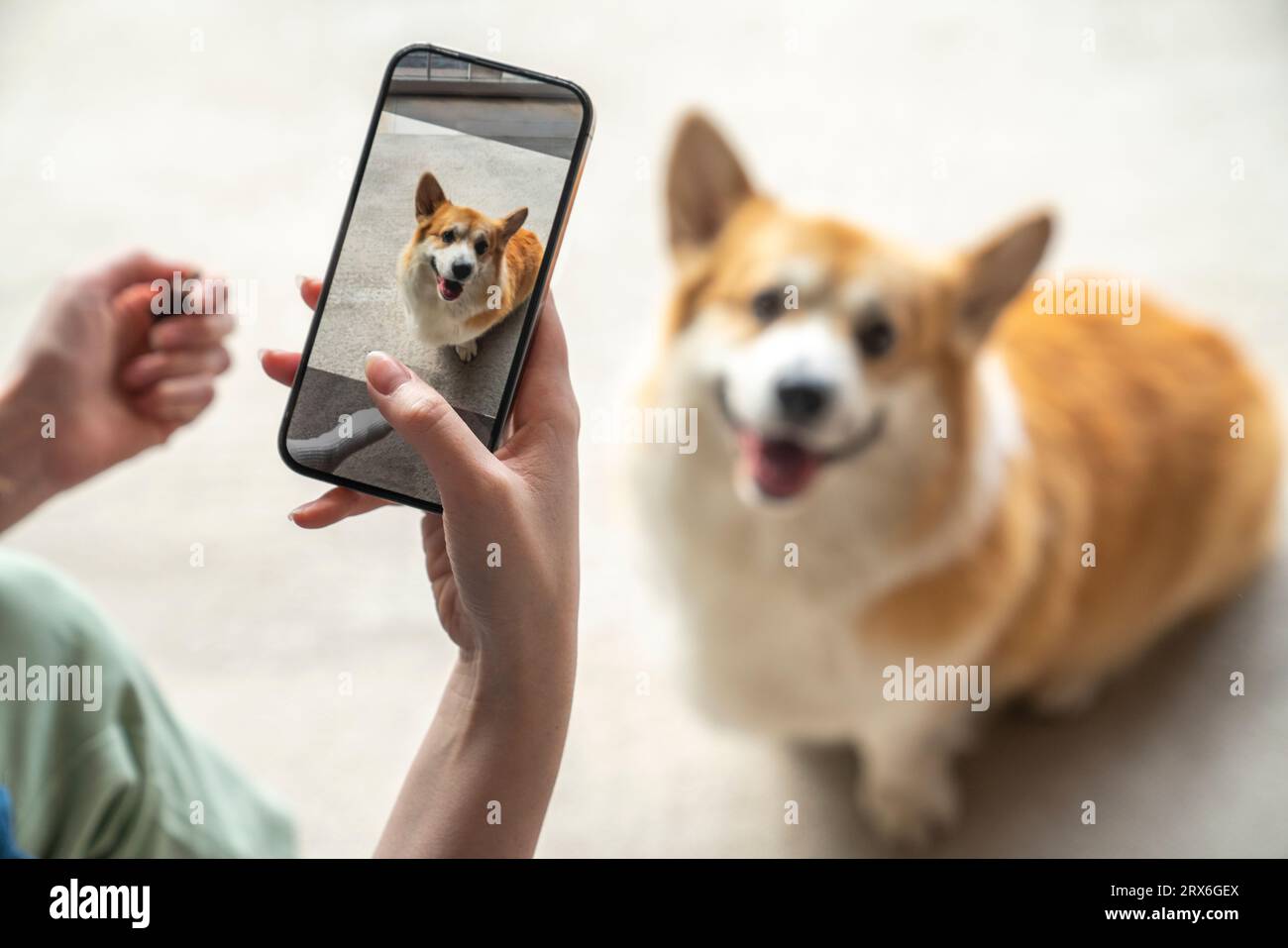 Woman taking photo of pet dog on smart phone at home Stock Photo