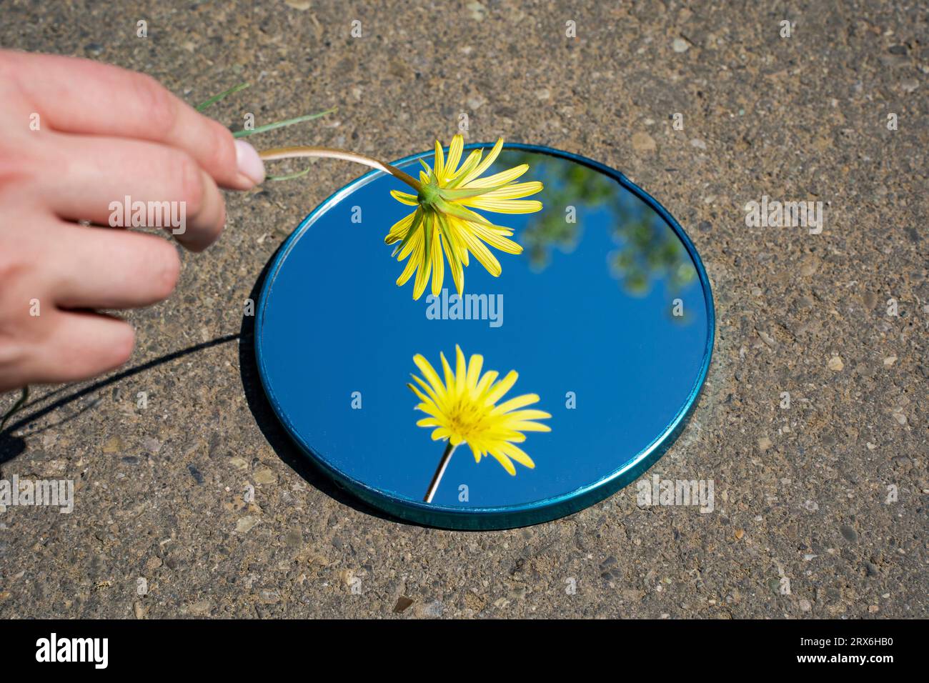 Hand of woman holding yellow flower over mirror on floor Stock Photo