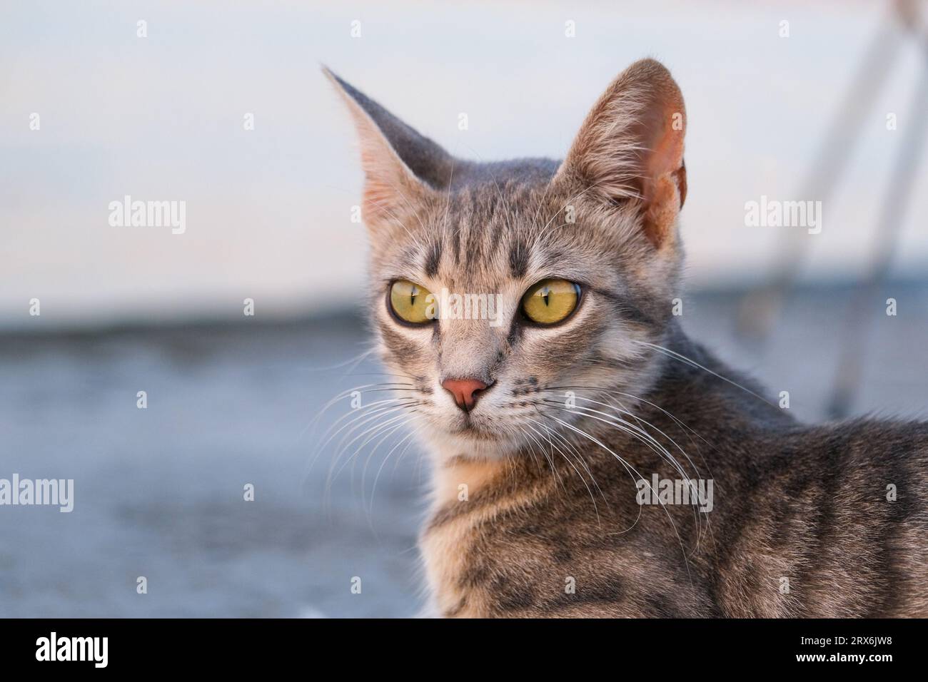 Close up tabby brown cat with green eyes isolated background. Selective focus included. Open space area. Stock Photo