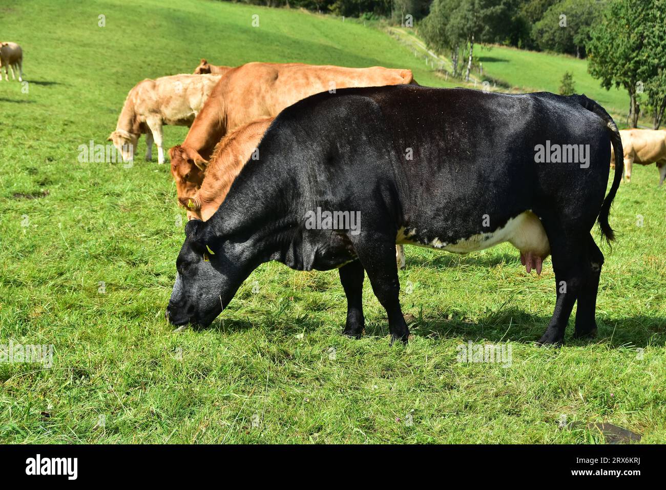 Cattle, cows, and calves and a beautiful life on a pasture Stock Photo ...