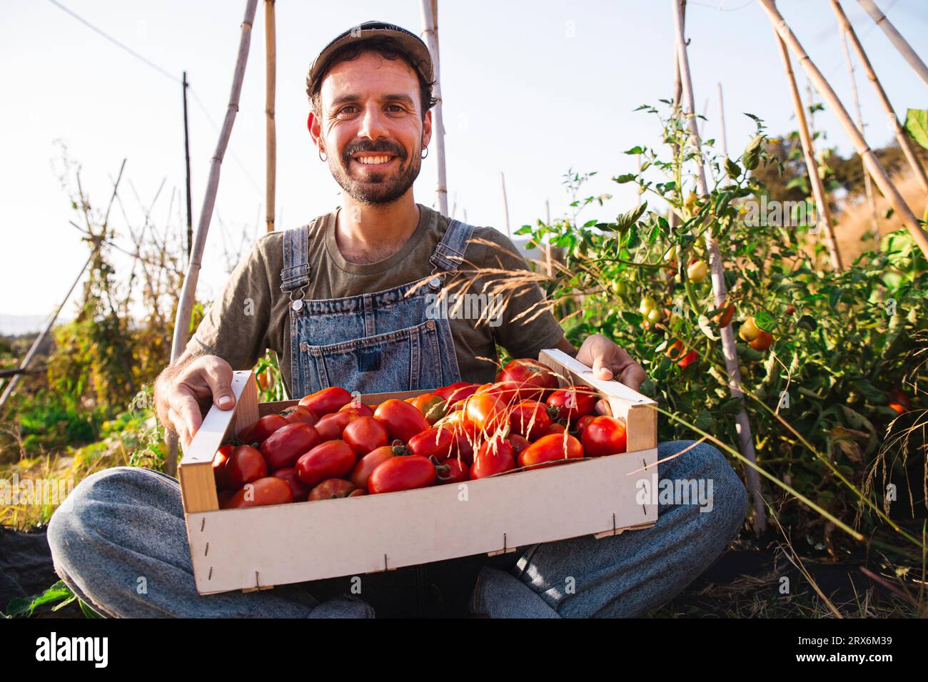 Smiling man sitting with crate of tomatoes in orchard Stock Photo - Alamy