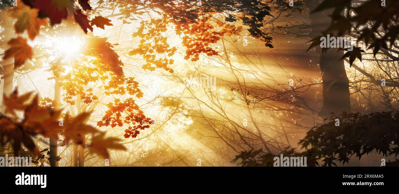 Sun rays in fog behind autumn leaves, with silhouettes and illuminated ...