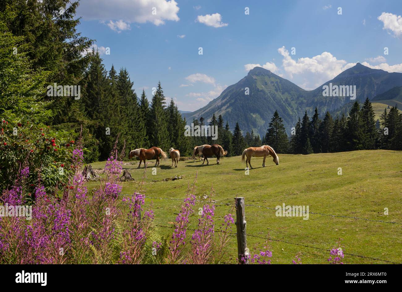 Austria, Salzburger Land, Hintersee, Haflinger horses grazing in alpine ...