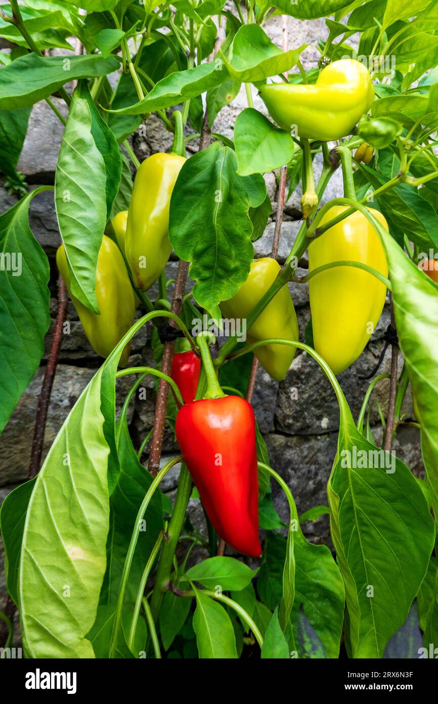 Bell peppers growing hi-res stock photography and images - Alamy