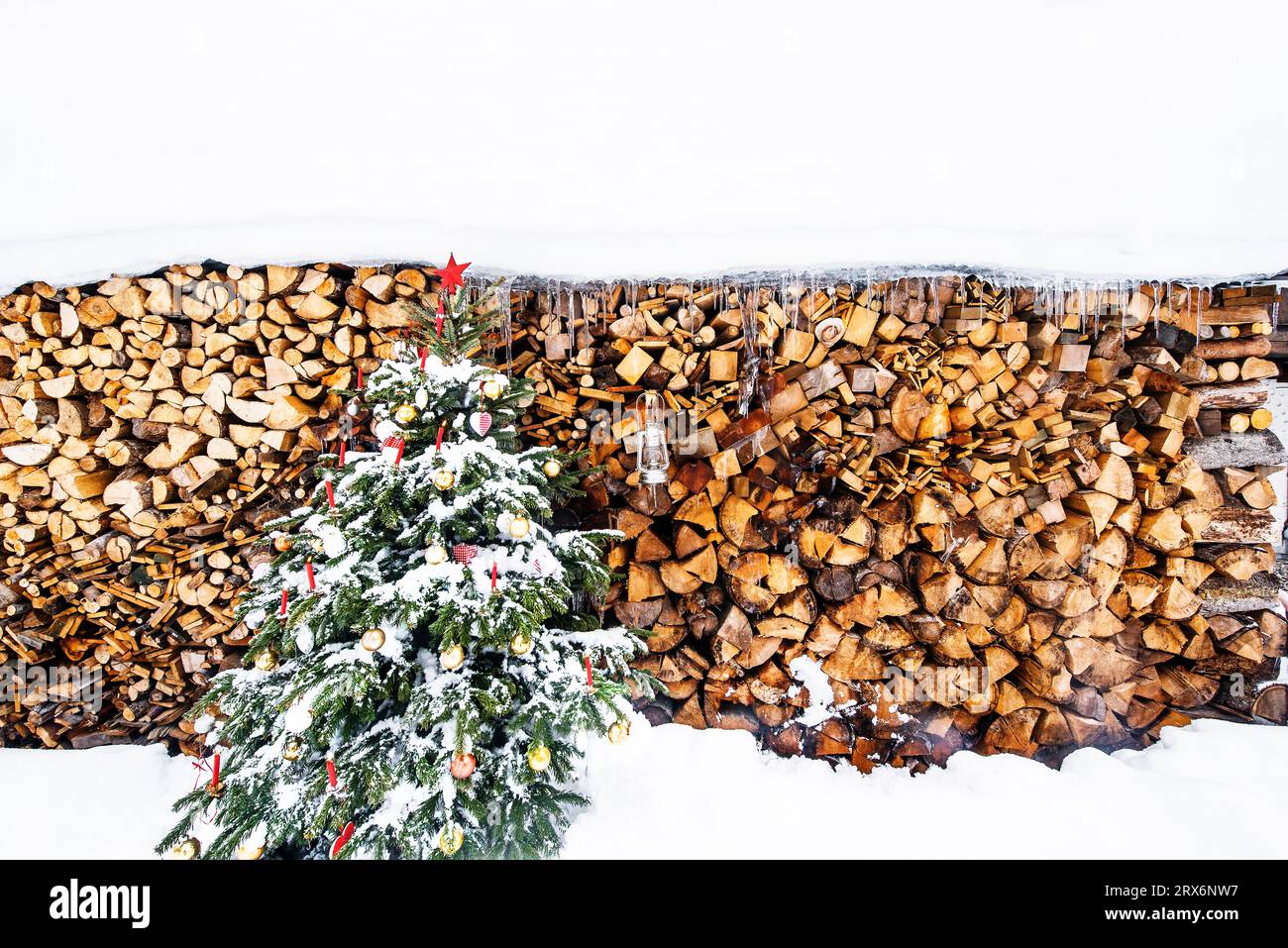 Christmas tree covered in snow in front of firewoods Stock Photo