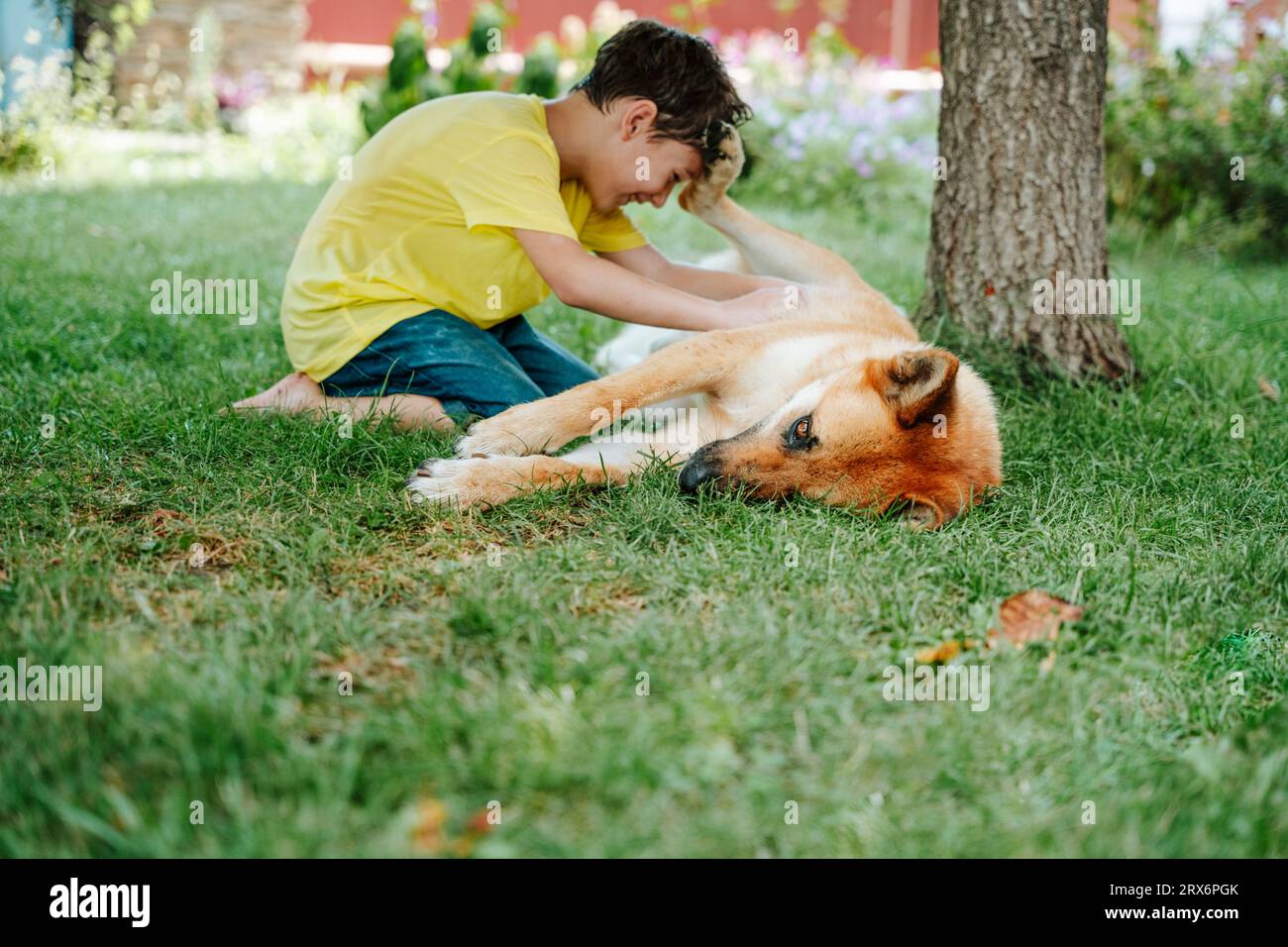 Boy playing with dog lying on grass in backyard Stock Photo