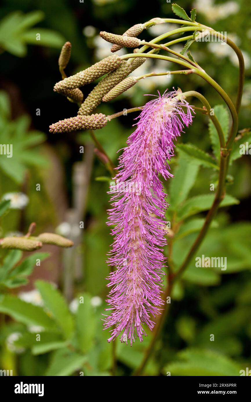 Korean flower Stock Photo Alamy