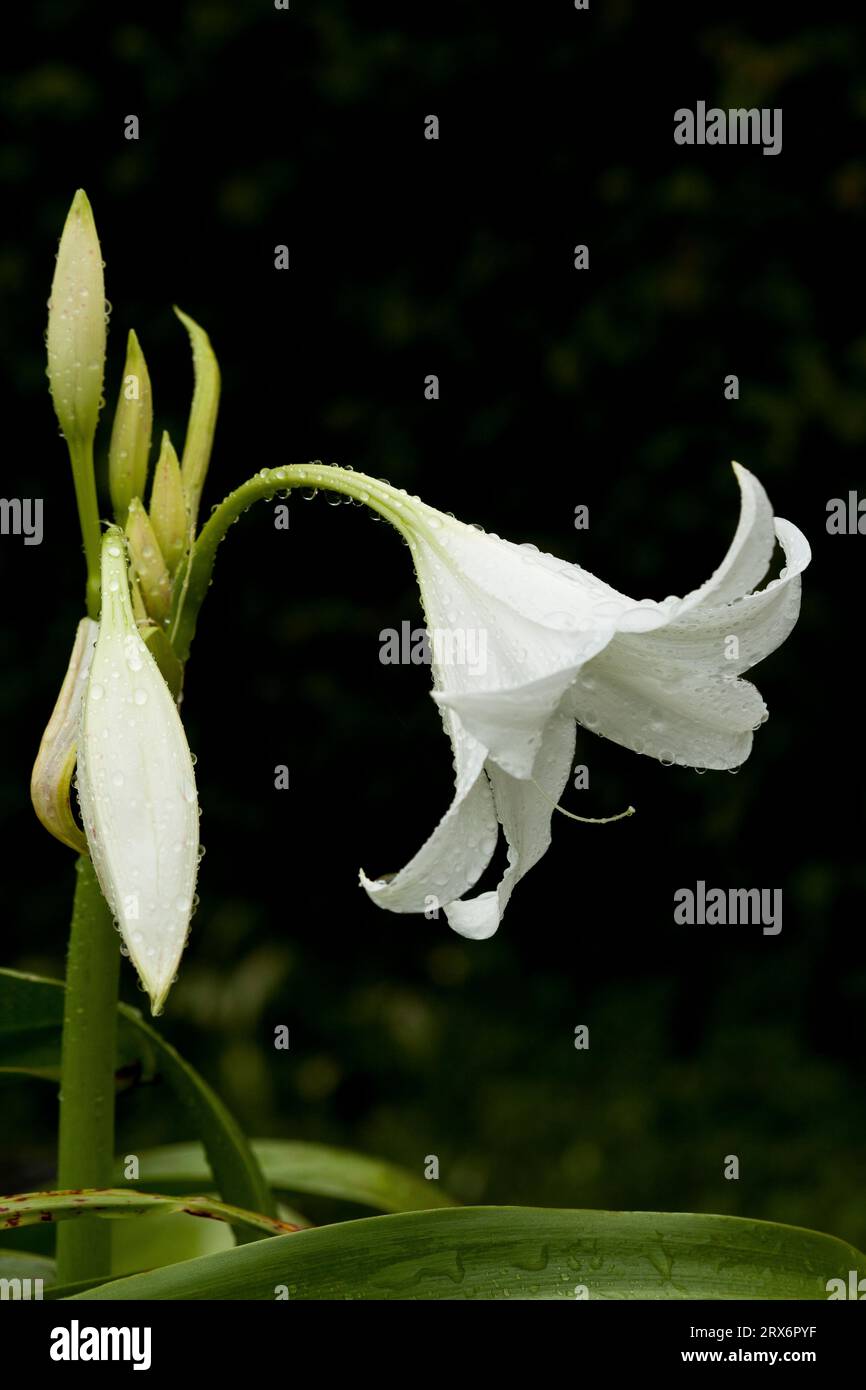 White Lily flower with rain droplets Stock Photo
