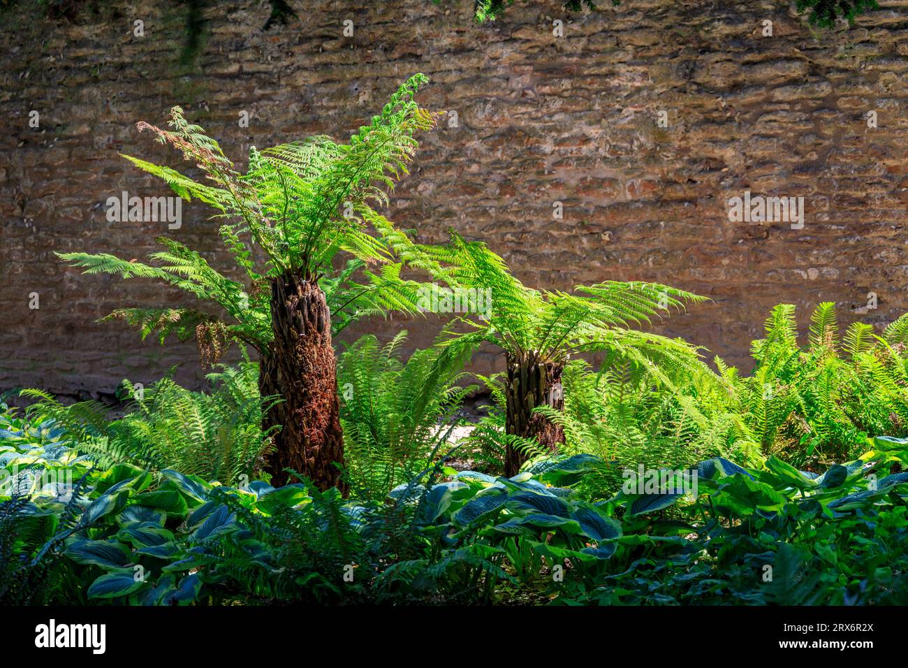 Prehistoric 'tree ferns' (Dicksonia antarctica) inside the Bishop's Palace gardens in Wells, Somerset, England, UK Stock Photo