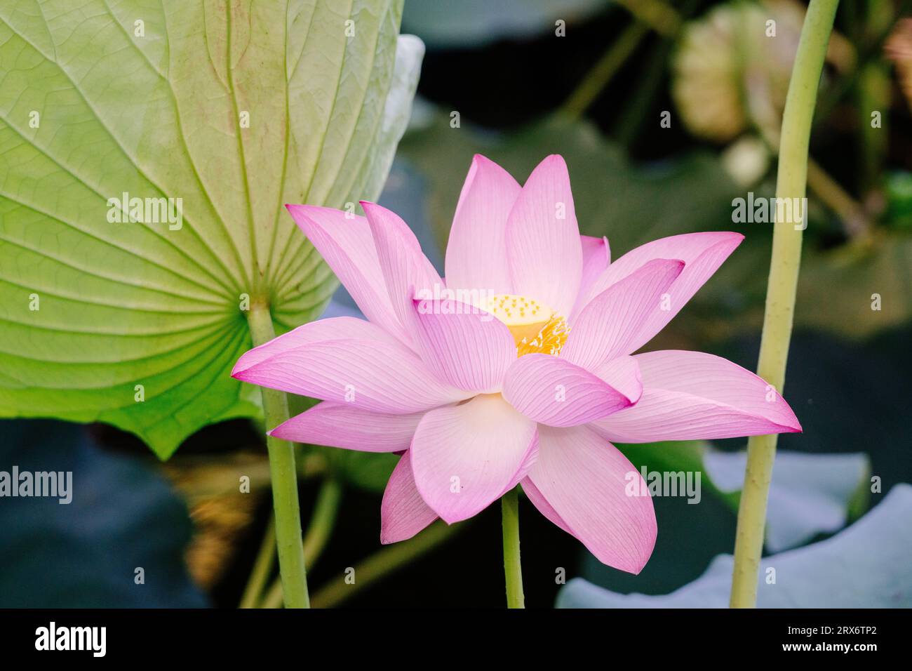 Flower japan hi-res stock photography and images - Page 16