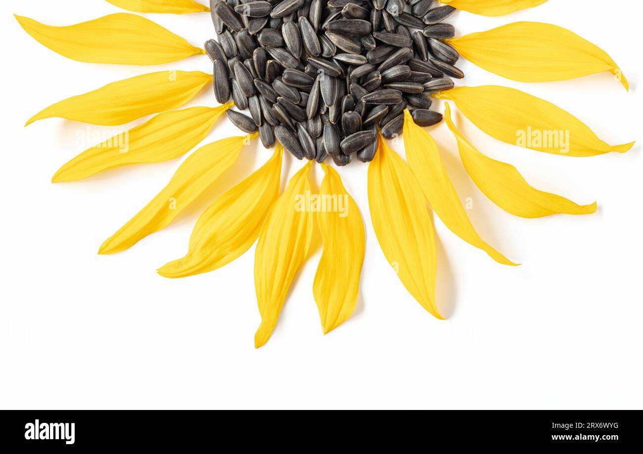 Black sunflower seeds and sunflower petals arranged in a shape of half  a sunflower Stock Photo