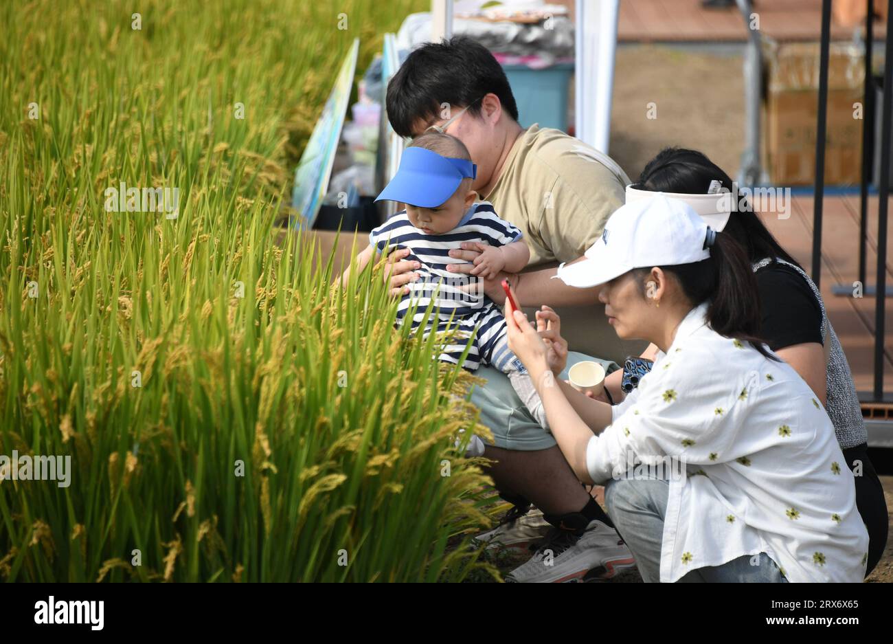 Beijing, China. 23rd Sep, 2023. People have fun in a paddy field in Shangzhuang Town of Haidian District, Beijing, capital of China, Sept. 23, 2023. Farming-themed activities are held across the country in celebration of the sixth Chinese farmers' harvest festival. Credit: Ren Chao/Xinhua/Alamy Live News Stock Photo