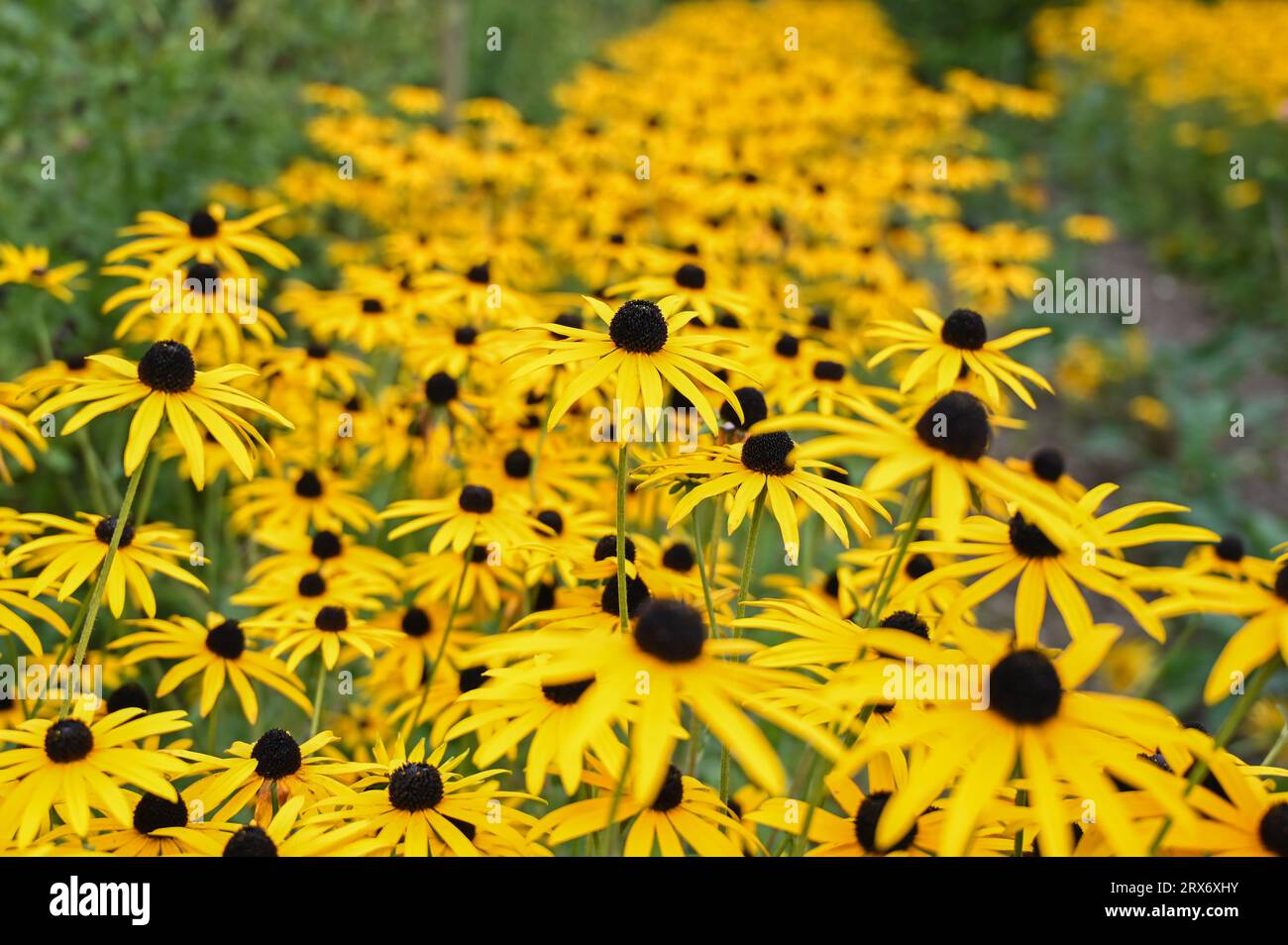 Heligan Gardens, St Austell, Cornwall, UK. 23rd September 2023. UK Weather. A row of Rudbeckias in full bloom giving some late summer colour to the lost Gardens of Heligan, on the last official day of summer. Credit Simon Maycock / Alamy Live News. Stock Photo