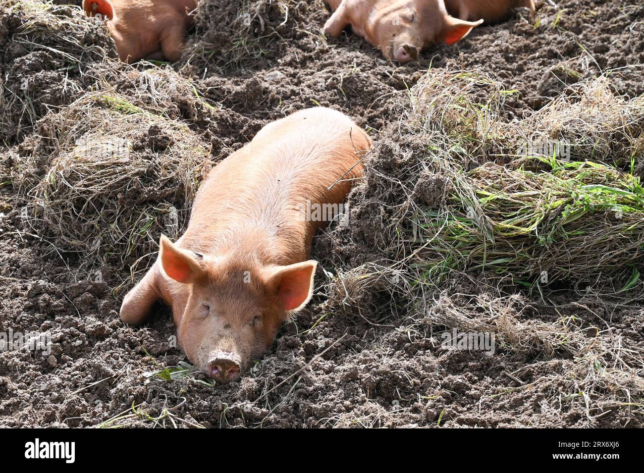 Heligan Gardens, St Austell, Cornwall, UK. 23rd September 2023. UK Weather. These pigs were having a snooze in the sunshine today at the lost gardens of Heligan, on the last official day of summer this year. Credit Simon Maycock / Alamy Live News. Stock Photo
