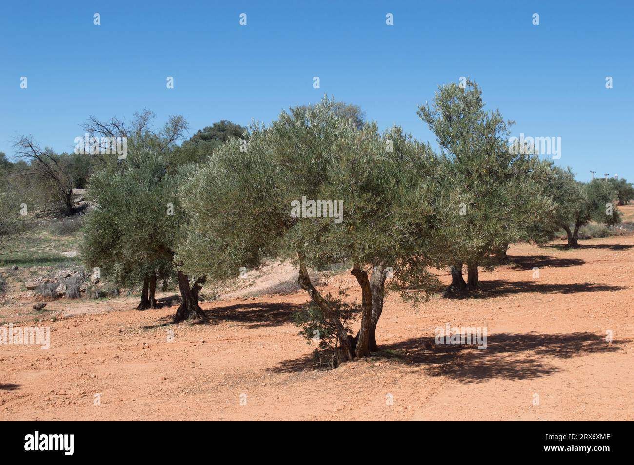 Olivos fuente de aceite de oliva virgen extra Stock Photo