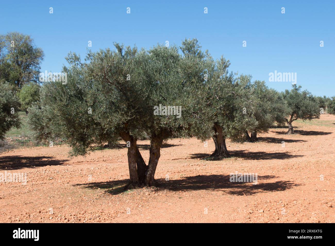 Olivos fuente de aceite de oliva virgen extra Stock Photo