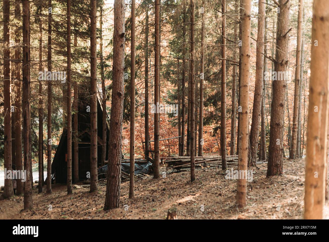 A frame wooden cabin in the mountain woods Stock Photo - Alamy