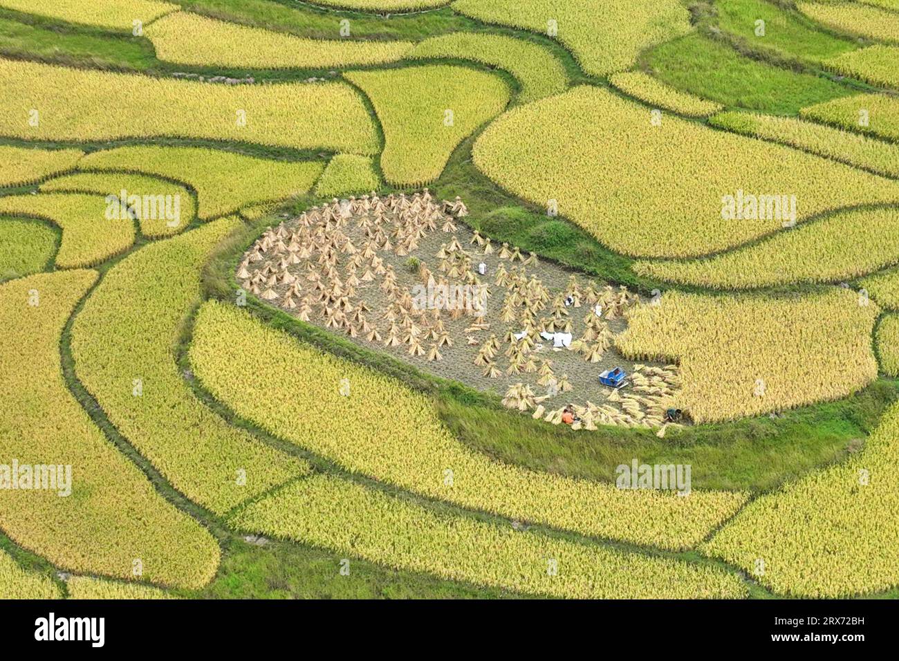 Guiyang, China's Guizhou Province. 23rd Sep, 2023. In this aerial photo, farmers harvest rice in a paddy field in Pingzhai Village of Huaxi District, Guiyang, southwest China's Guizhou Province, Sept. 23, 2023. The sixth Chinese farmers' harvest festival was observed on Saturday across China. Credit: Wang Bo/Xinhua/Alamy Live News Stock Photo