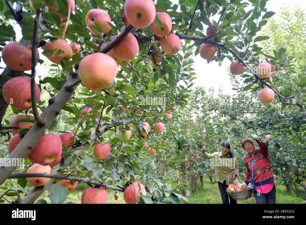 Shijiazhuang, China's Hebei Province. 23rd Sep, 2023. Farmers pick apples in Dongshan Village of Jingxing County, north China's Hebei Province, Sept. 23, 2023. The sixth Chinese farmers' harvest festival was observed on Saturday across China. Credit: Zhang Xiaofeng/Xinhua/Alamy Live News Stock Photo