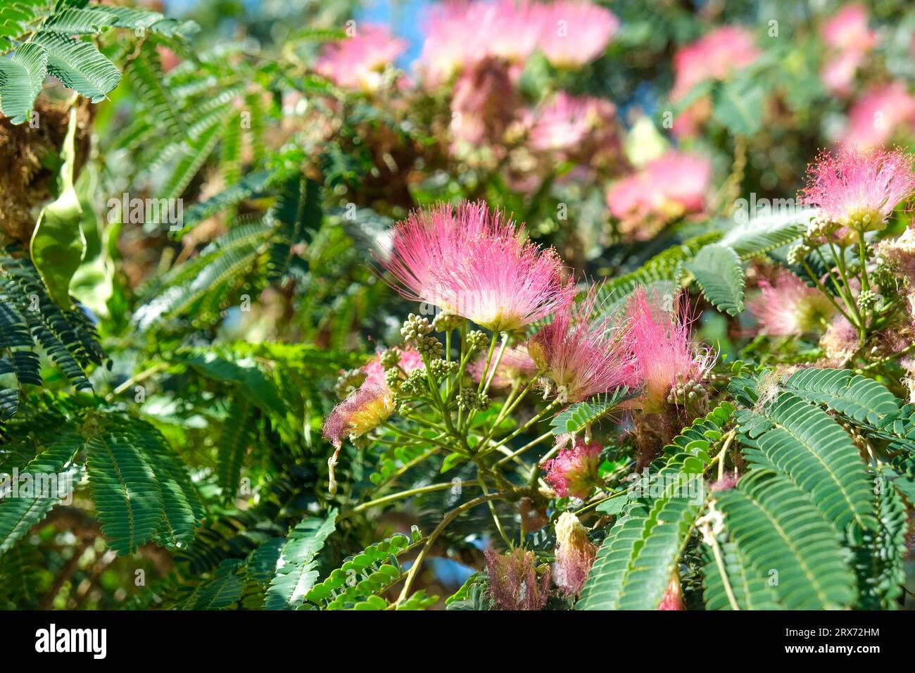 Close up pink albizia julibrissin silk flower mimosa tree. Selective focus included. Stock Photo