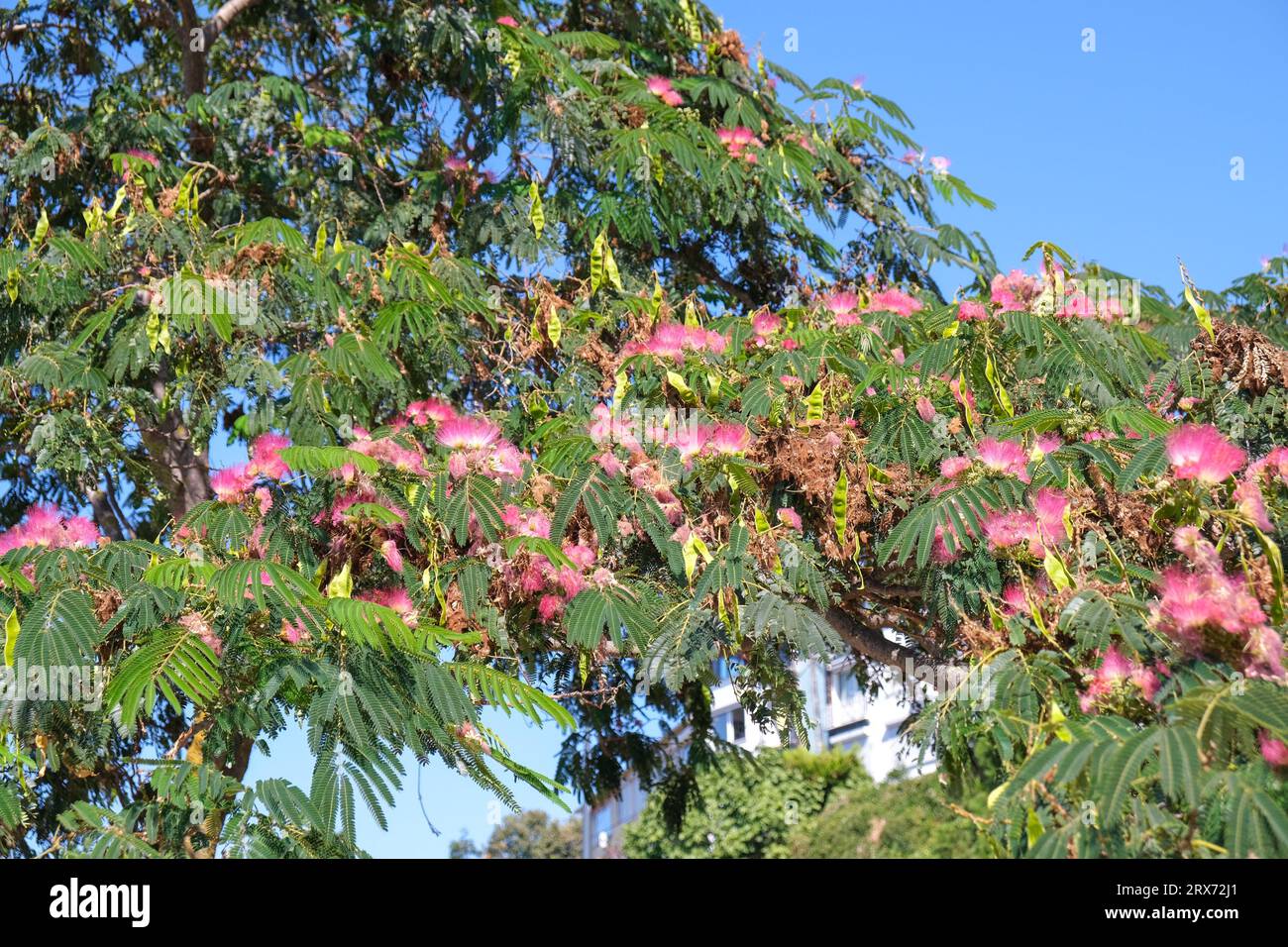 Close up pink albizia julibrissin silk flower mimosa tree. Selective focus included. Stock Photo