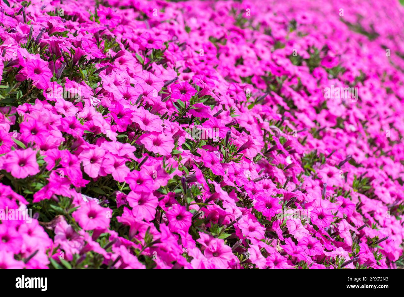 Surfinia Petunias Pink color Stock Photo