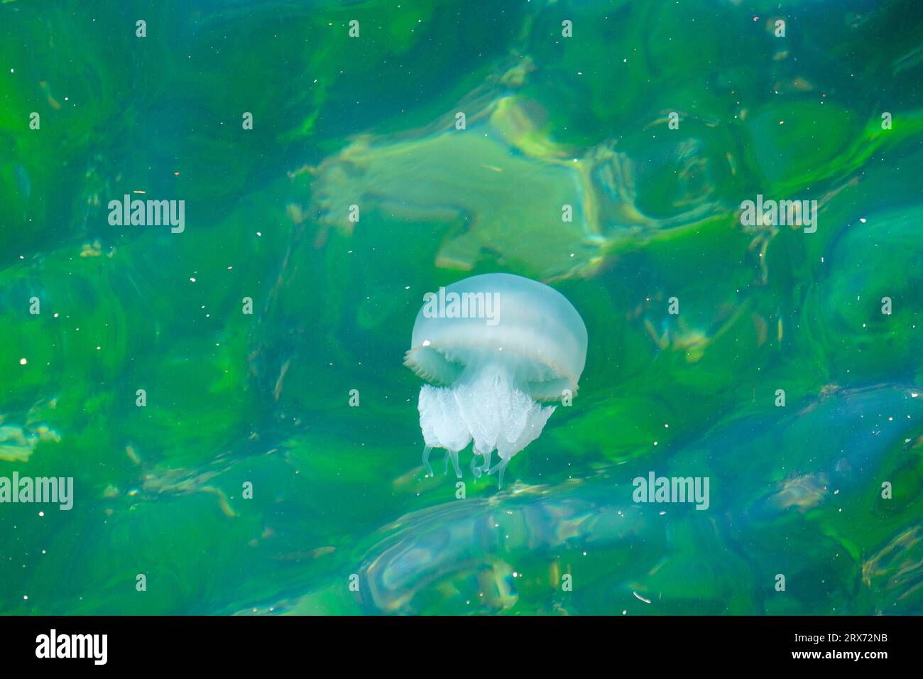 Close up poisonous jelly fish medusae inside blue green sea water. Jellyfish sea animal background wallpaper. Stock Photo