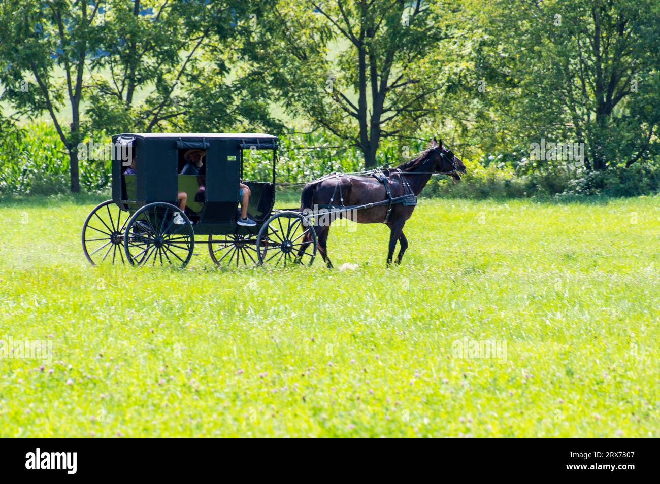 Amish horse buggy in the woods Stock Photo Alamy