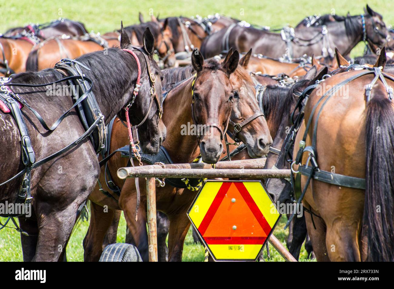 Amish horse resting Stock Photo Alamy
