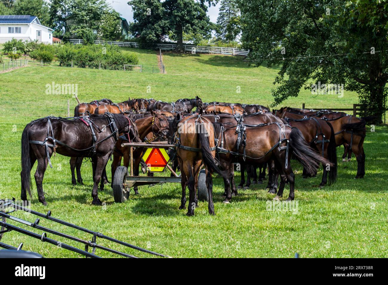 Amish buggy horses resting Stock Photo Alamy