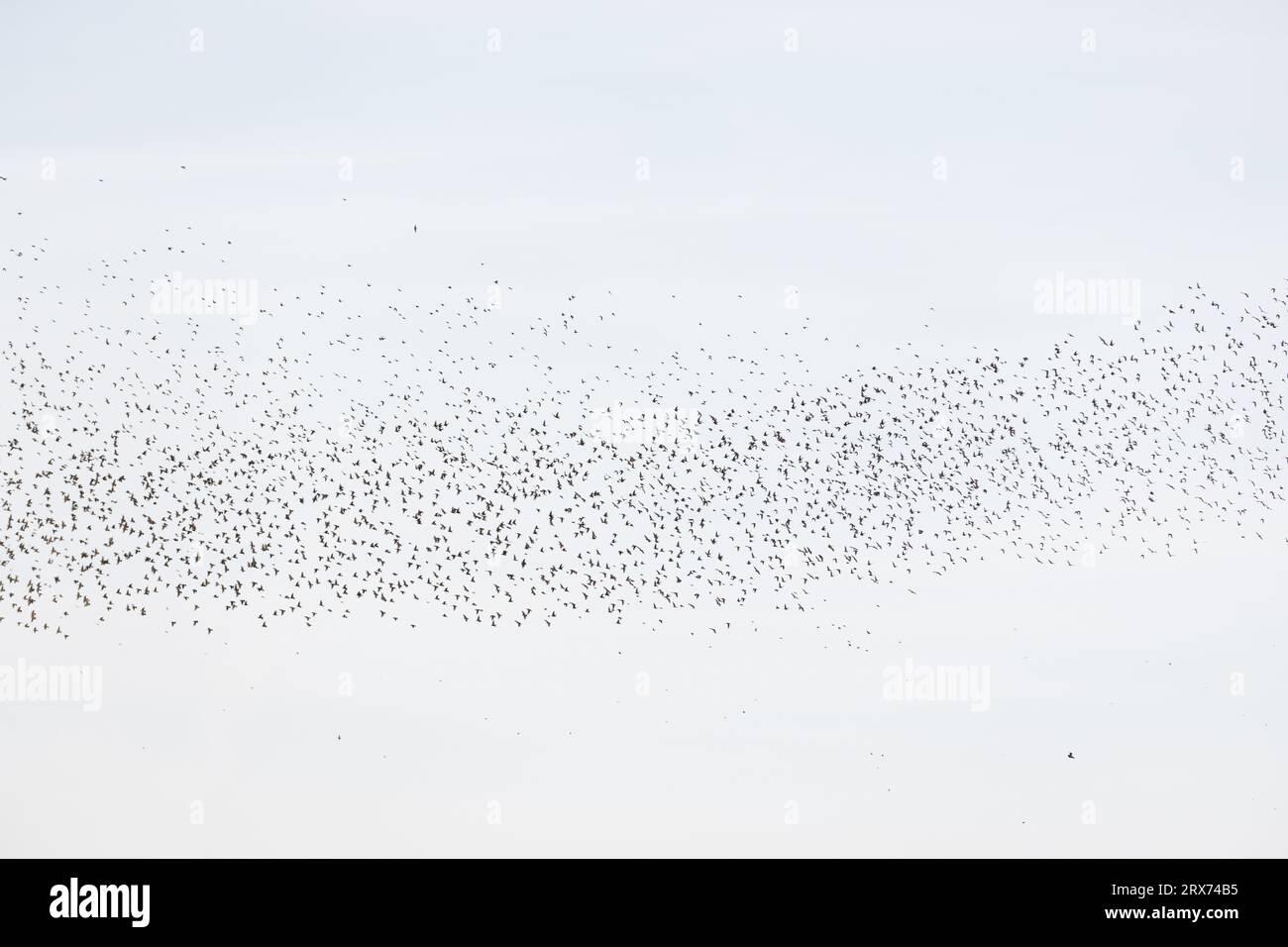Common starlings (Sturnus vulgaris) flying together, in perfect symbiosis to protect themselves against predators. Bas-Rhin, Collectivite europeenne d Stock Photo