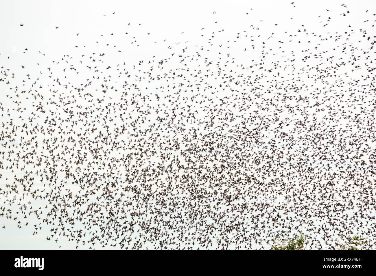 Common starlings (Sturnus vulgaris) flying together, in perfect symbiosis to protect themselves against predators. Bas-Rhin, Collectivite europeenne d Stock Photo