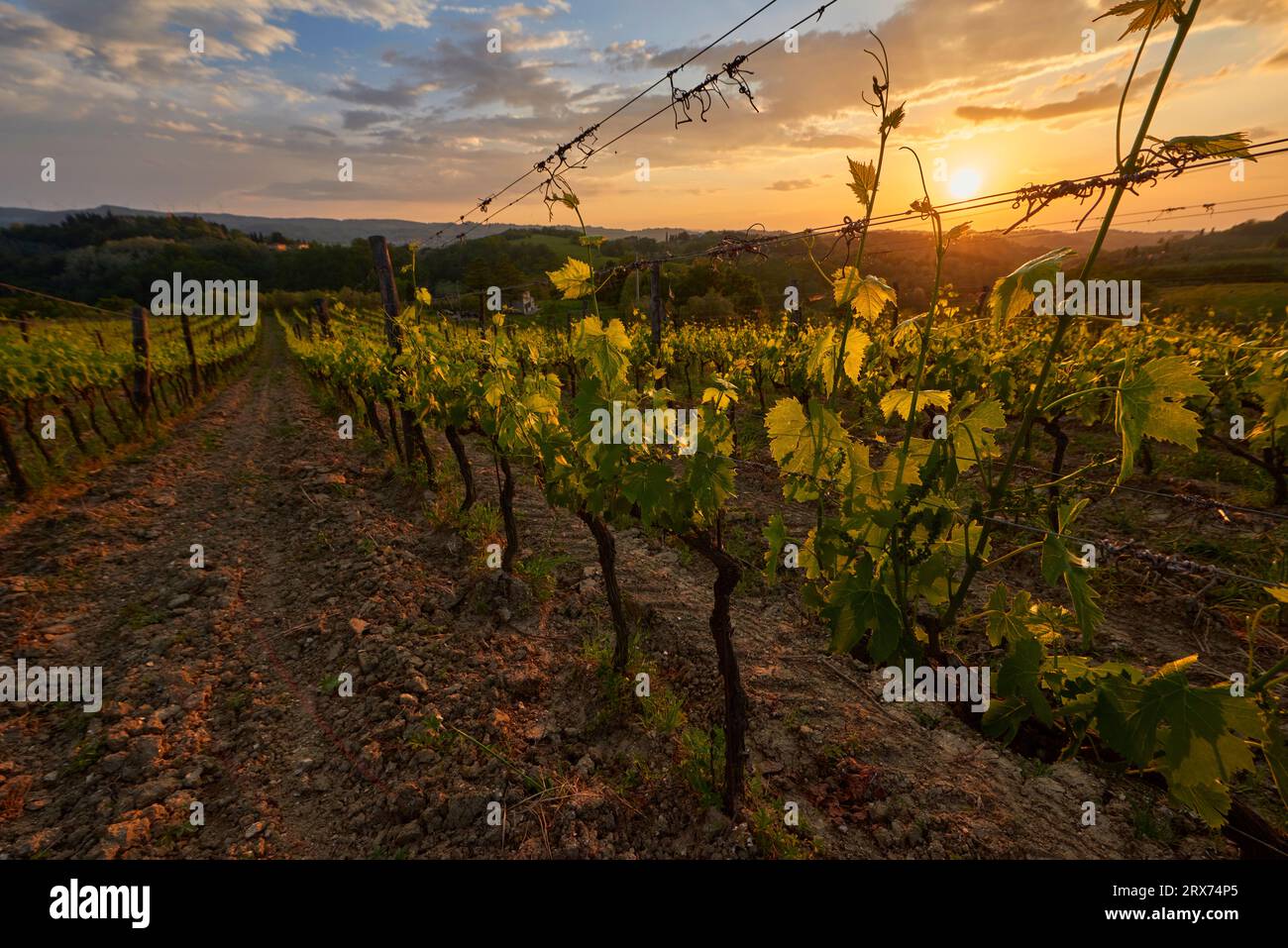 Vineyards at backlight at sunset Stock Photo