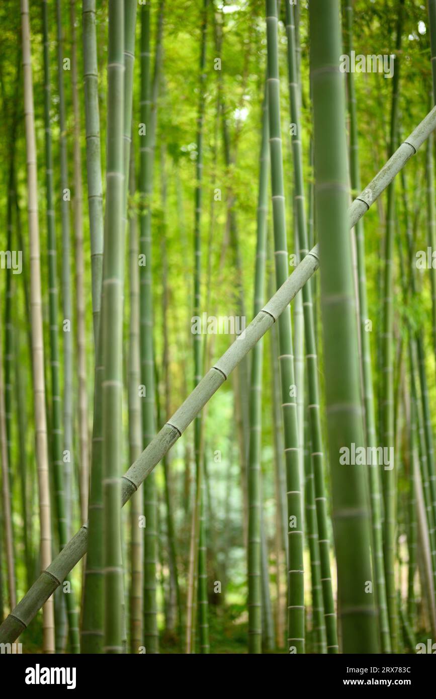 Single bamboo plant growing diagonal in an all vertical bamboo forest showing uniqueness of diversity. Stock Photo