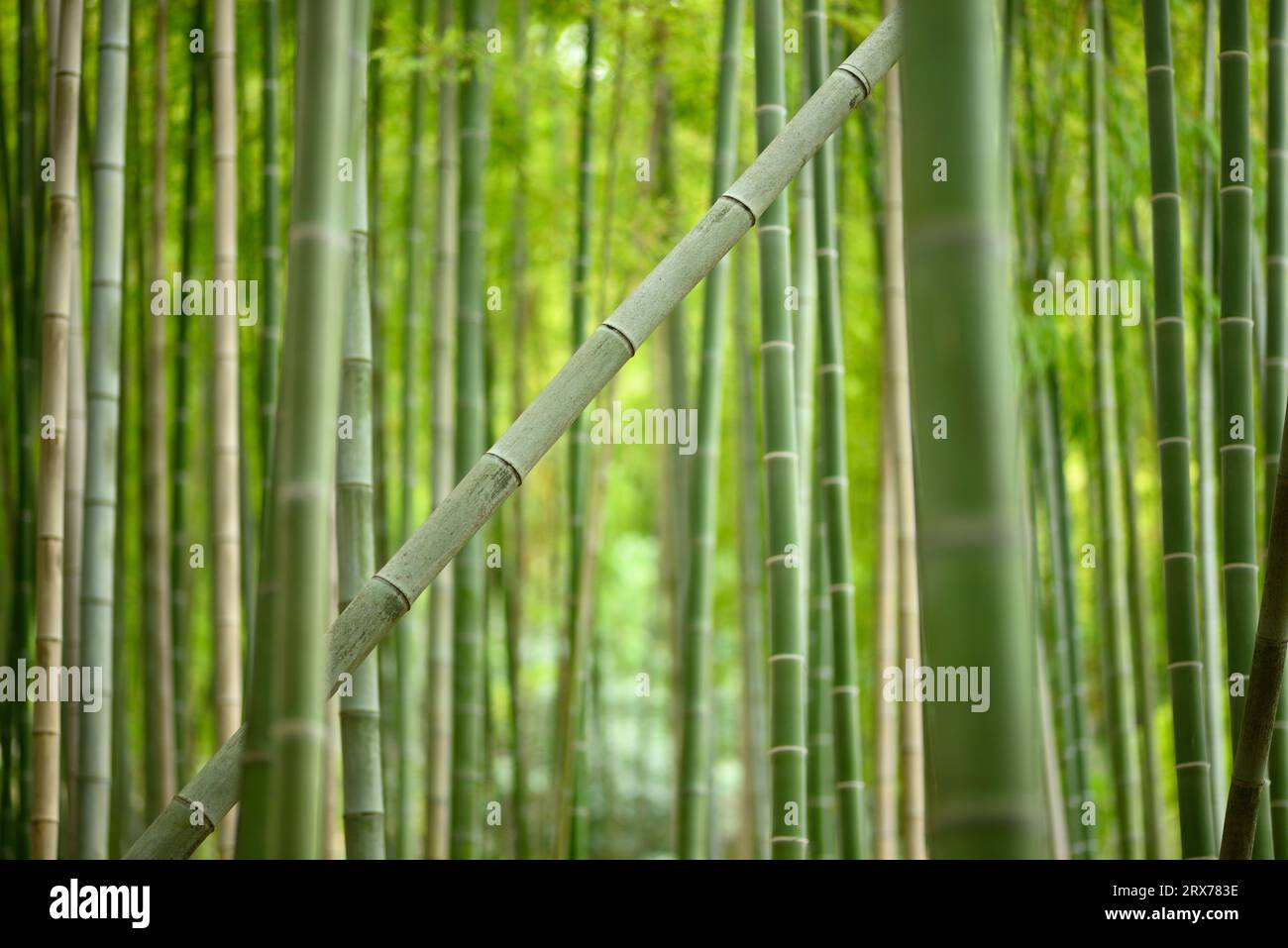 Single bamboo plant growing diagonal in an all vertical bamboo forest showing uniqueness of diversity. Stock Photo