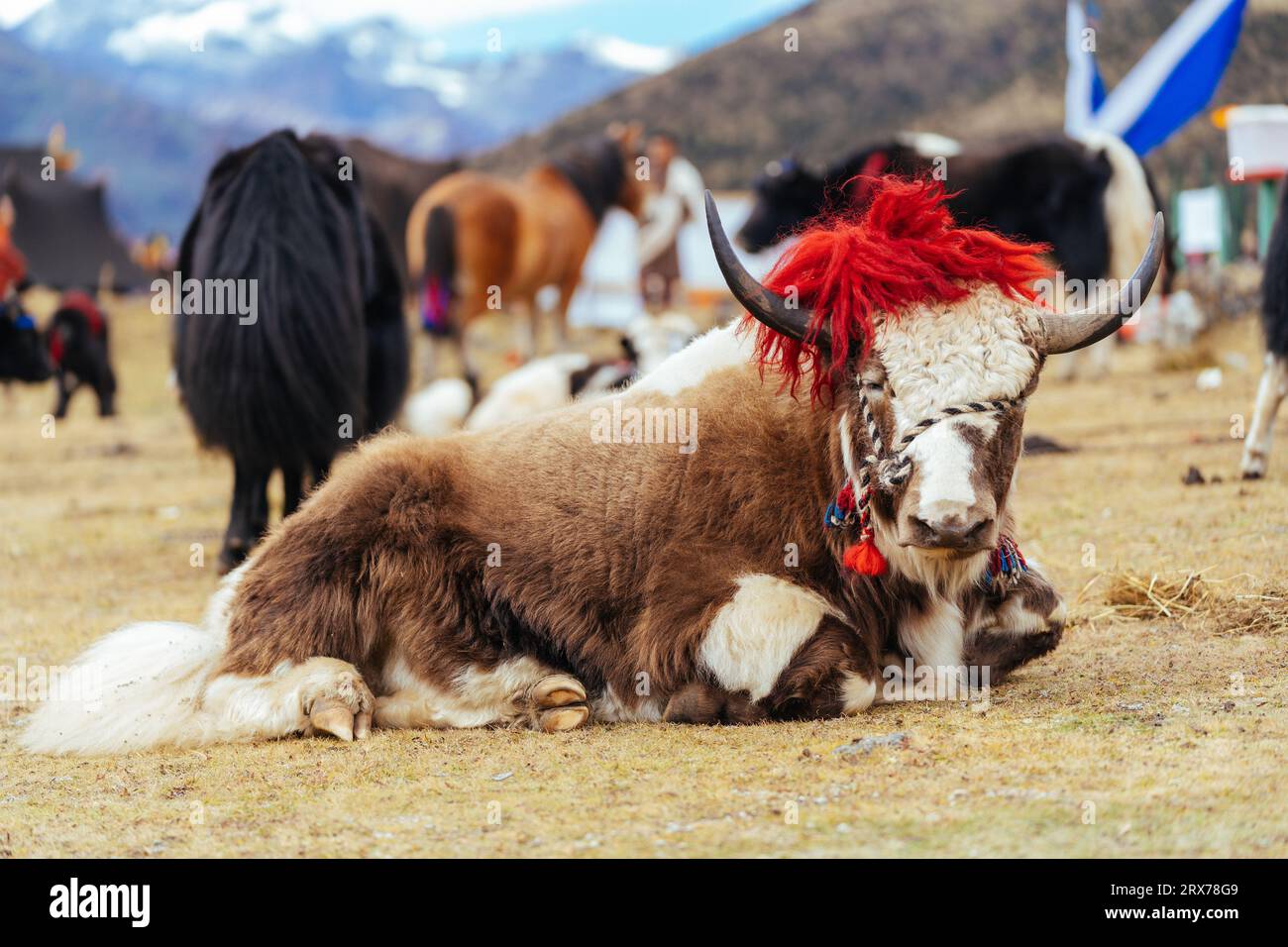 Mountain yak Stock Photo