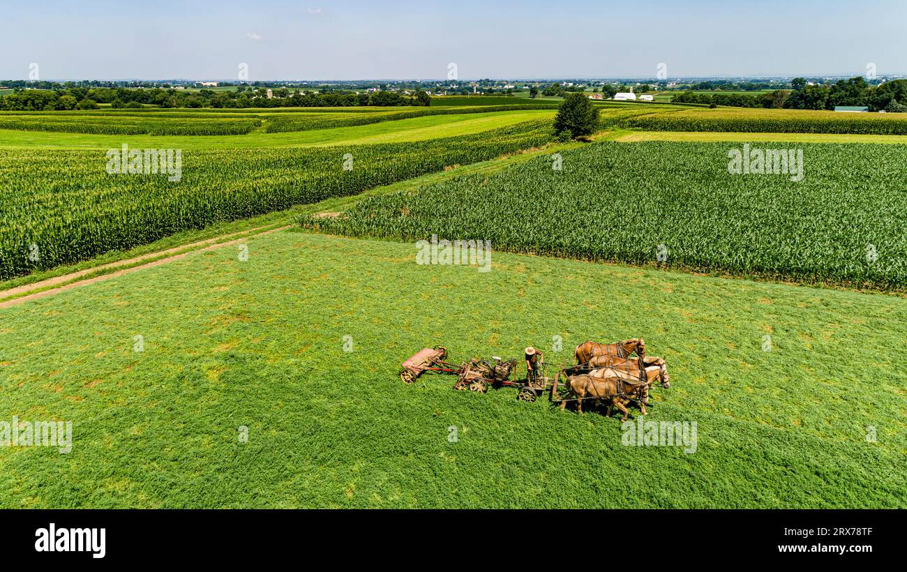 Aerial drone view four horses hi-res stock photography and images - Alamy
