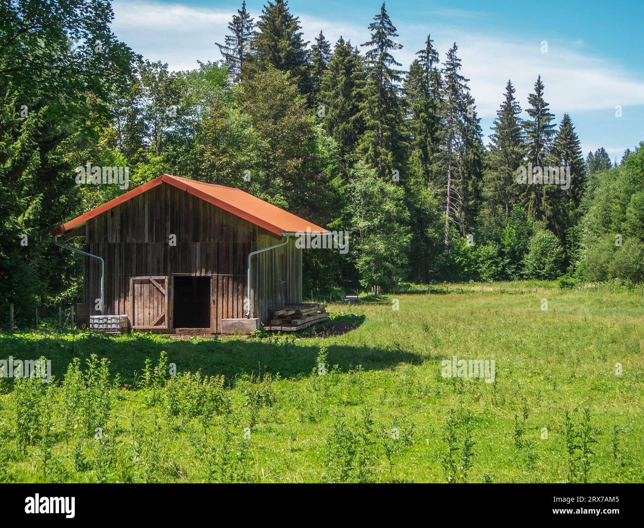 Small wooden cowshed in a pasture lined with spruce trees in Bavaria in summer in daylight. Stock Photo