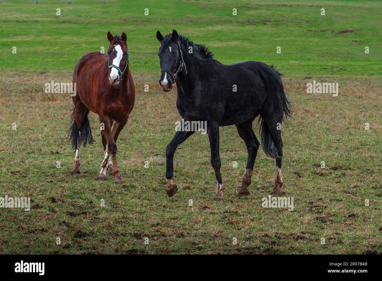 Black Horse and Chestnut Horse on a Grass Field Stock Photo