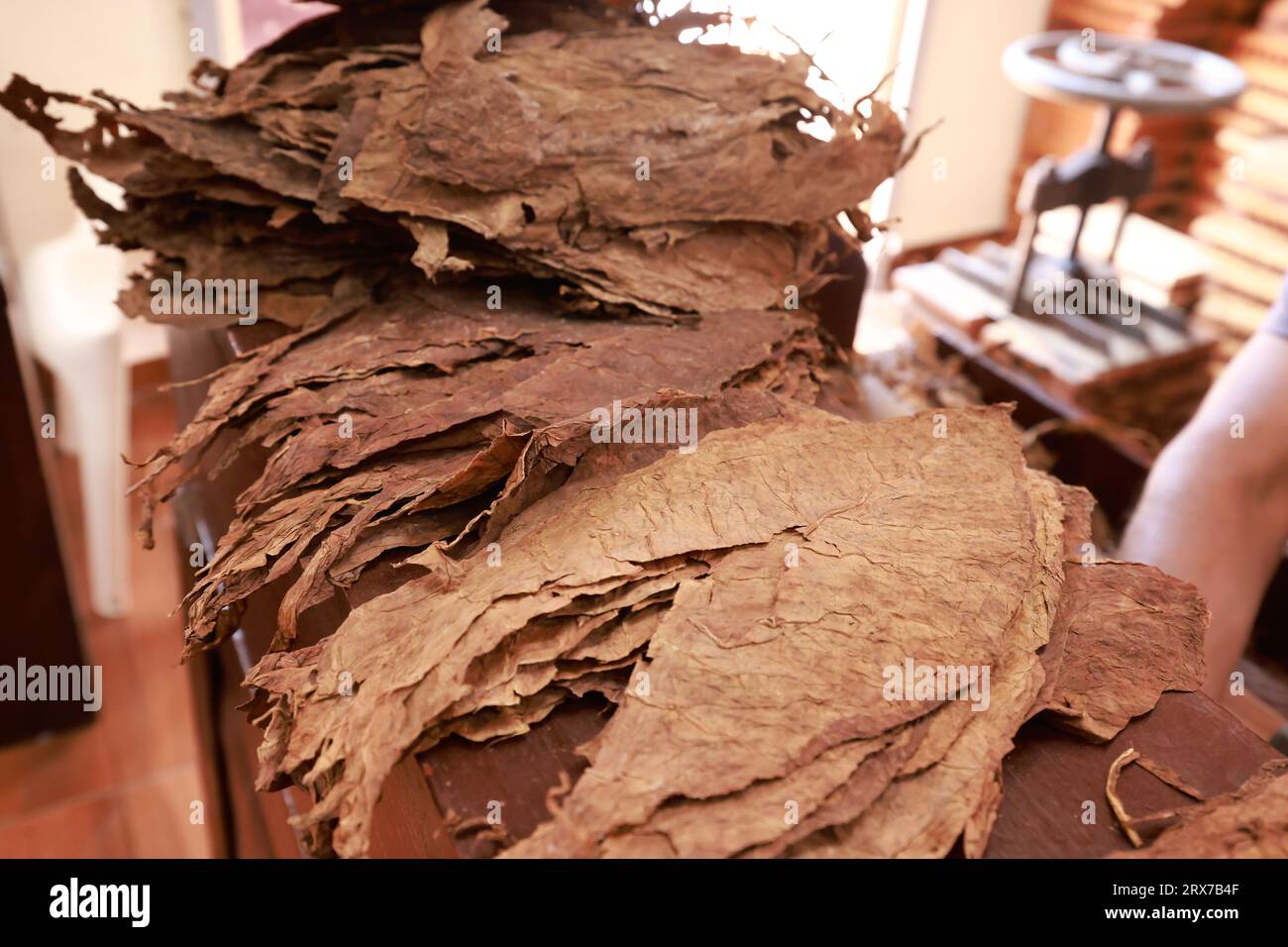 Dried tobacco leaves on foreground and blurred stack hand rolled premium cuban cigars on a wooden table for making. The best cigars in the world Stock Photo