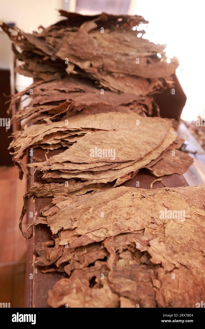 Dried tobacco leaves on foreground and blurred stack hand rolled premium cuban cigars on a wooden table for making. The best cigars in the world Stock Photo