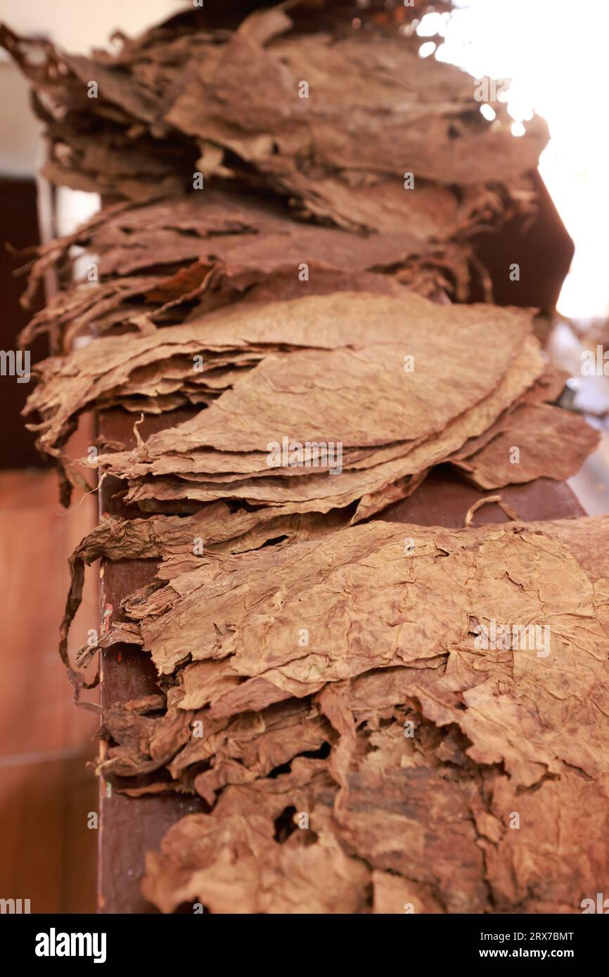 Dried tobacco leaves on foreground and blurred stack hand rolled premium cuban cigars on a wooden table for making. The best cigars in the world Stock Photo