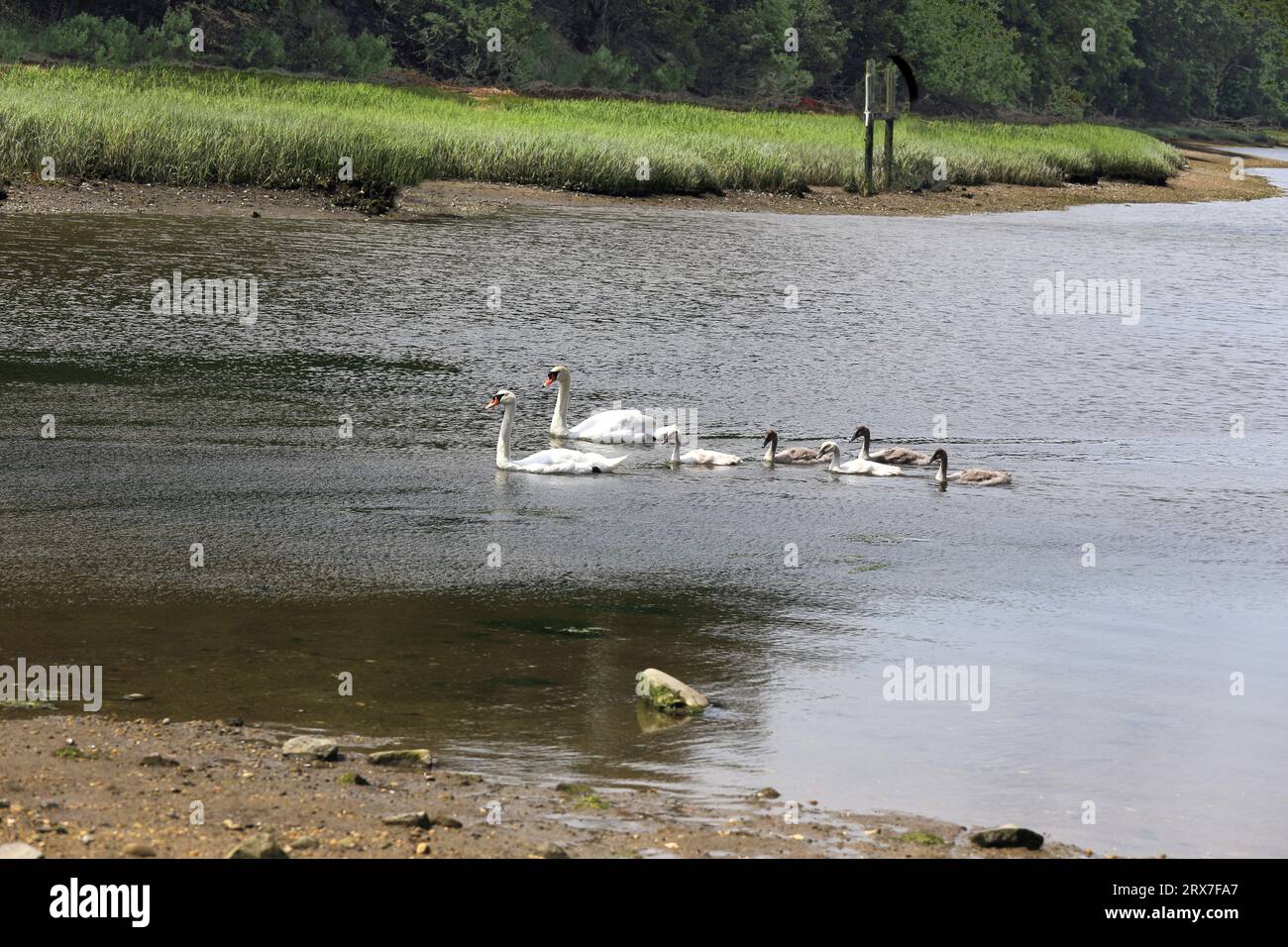 Family of swans Long Island New York Stock Photo Alamy
