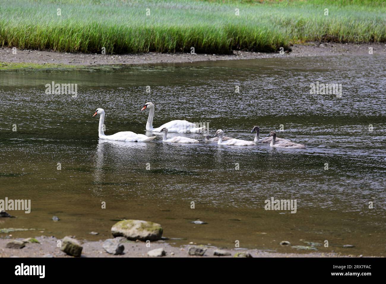 Family of swans Long Island New York Stock Photo Alamy