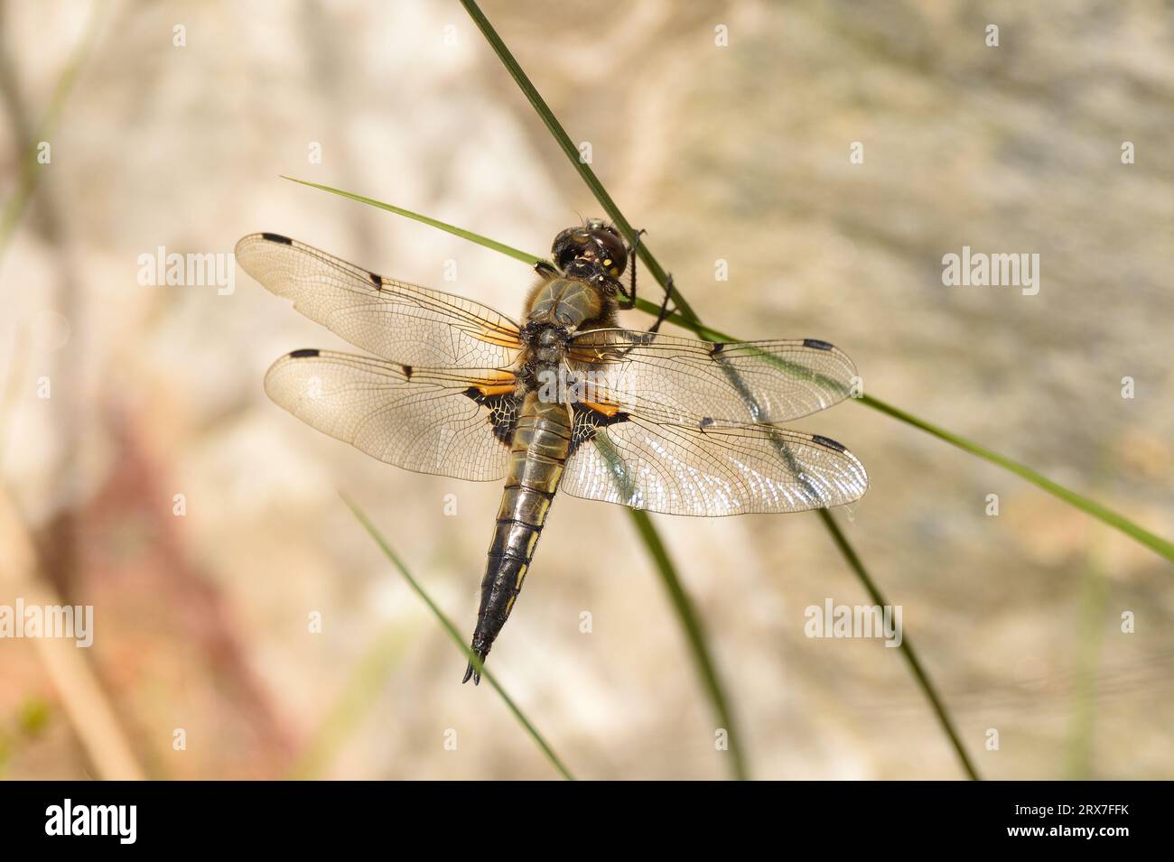 Four-spotted chaser dragonfly resting on some marsh grass during spring. Essex, England, UK. Stock Photo
