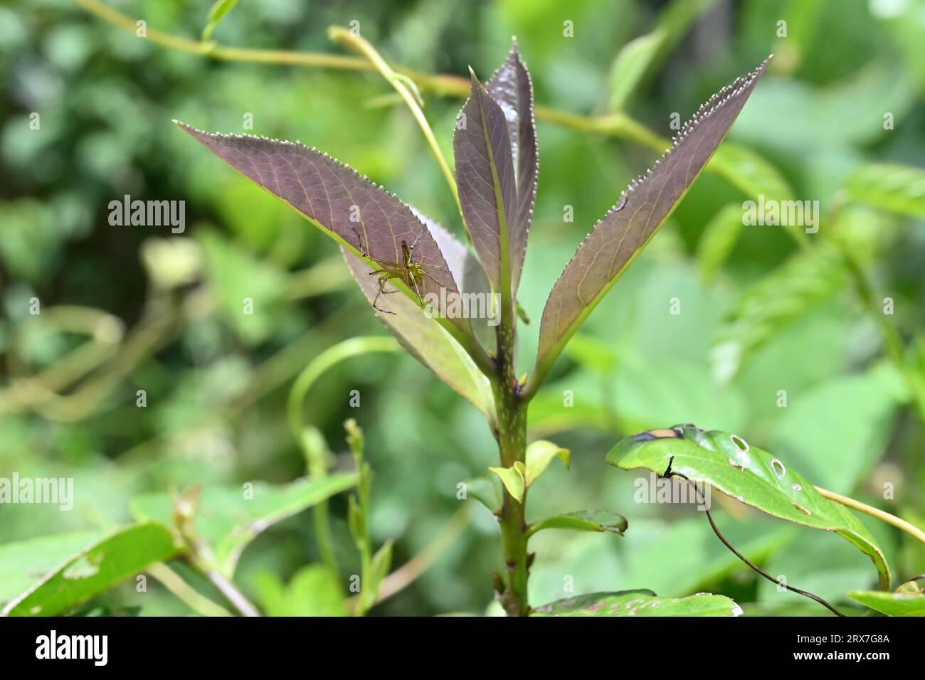 A spiky lynx spider on a side of a freshly growing leaf of a Symplocos cochinchinensis plant in a wild area Stock Photo